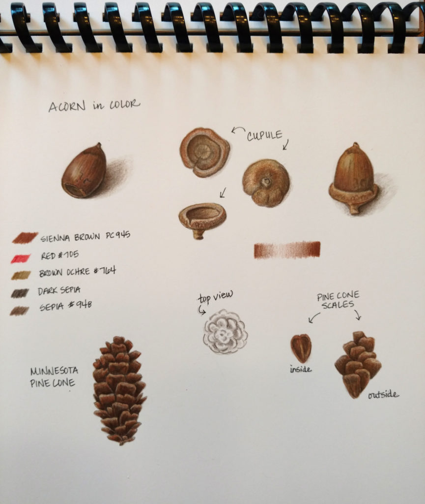 acorn-pinecone-page_final